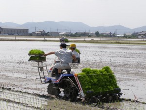 田植え