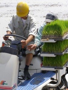 田植え