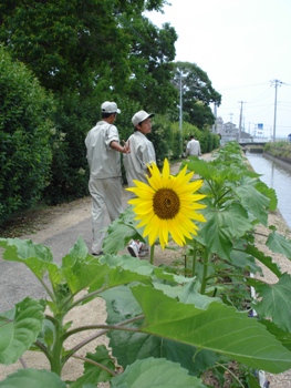 himawari