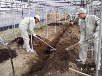 ブドウハウス土壌改良