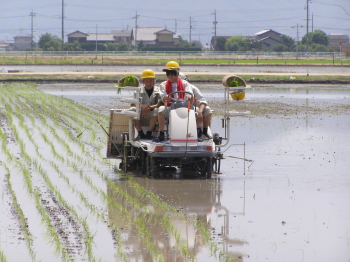 田植えの様子