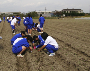 ナタネ植え付け