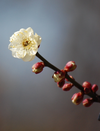 梅の花