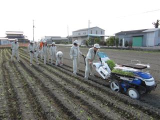 ナタネの植え付け