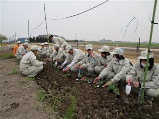 インゲンの植え付け