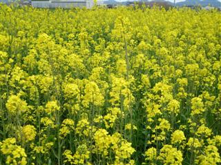 菜の花畑