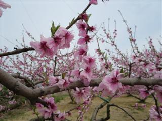 桃の花