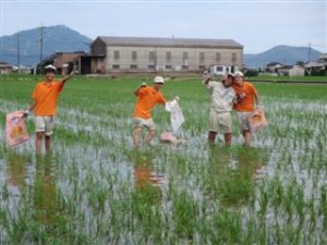 水田の除草