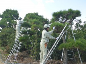 剪定の様子