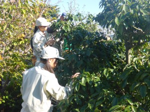 脚立にあがり、剪定開始。