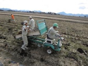 堆肥で土作り