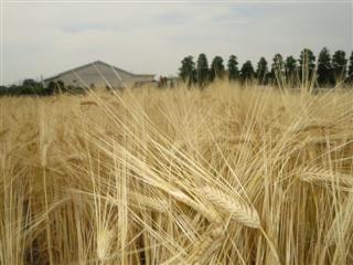 ビール麦も収穫を迎えます