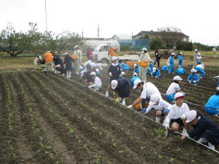 なたね苗の植え付け