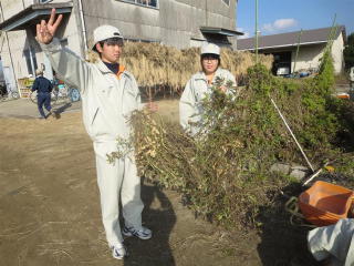 落花生の収穫