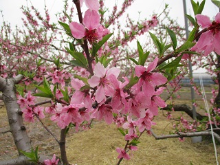桃の花満開