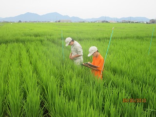 イネの生育調査