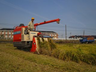 雄町米の収穫