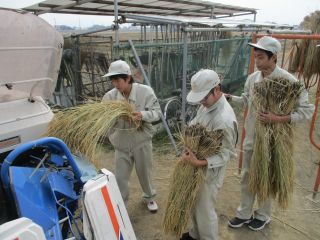 コンバインで脱穀