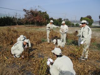 丹波黒大豆の収穫