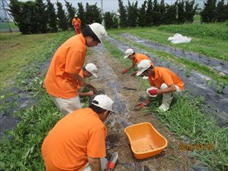 小豆の種まき