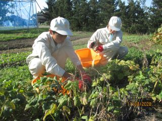 大納言小豆の収穫