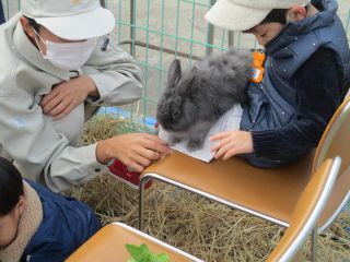 ウサギとの触れ合い