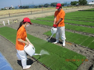 苗の水やり