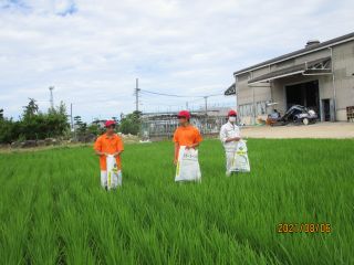 里海米の除草