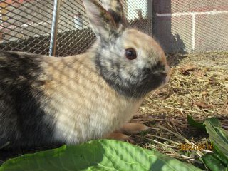 食事後のうさぎ