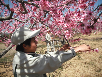 桃の摘果