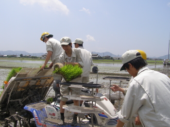 田植えの様子