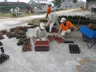 草花苗管理 