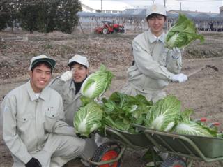 白菜収穫