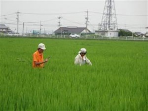 除草