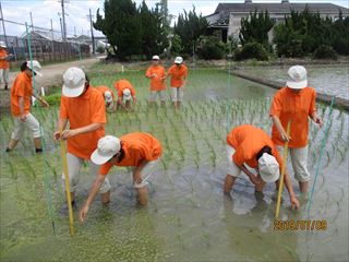 イネの生育調査