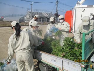 冬野菜の収穫