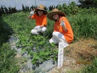 大納言小豆の水やり