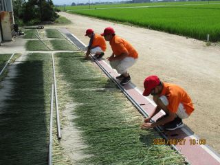 おかざり用イネの乾燥