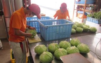 農業科野菜類型　夏休みの様子