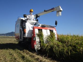 ダイナミックな興陽高校の稲刈り開始！