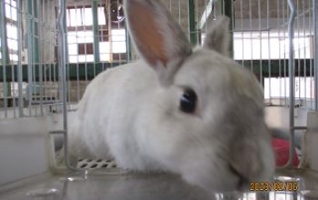 ２月農業科動物アラカルト