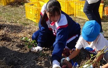 六区保育園の園児と芋掘り交流会