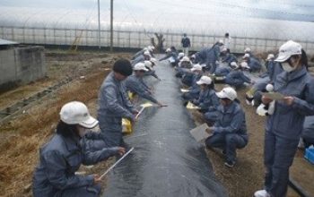 トウモロコシ「おおもの」播種（造園デザイン科１年）