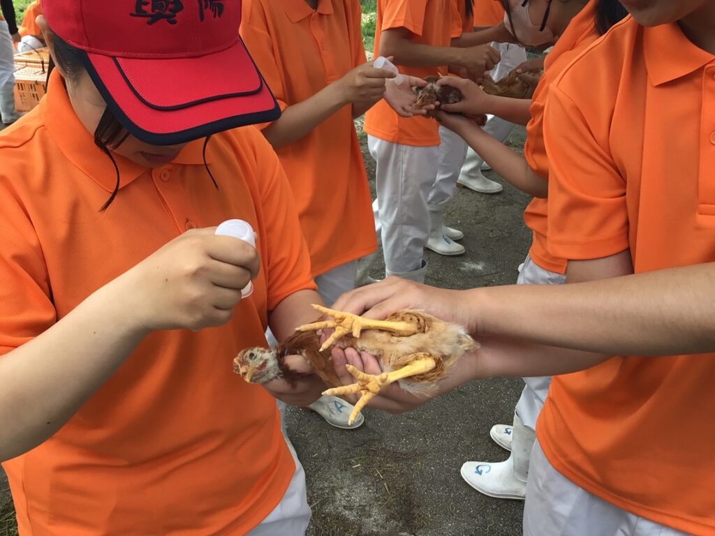 農業科1年生×ヒヨコの管理 ～農業と環境（畜産）：ワクチン＆デビーク～