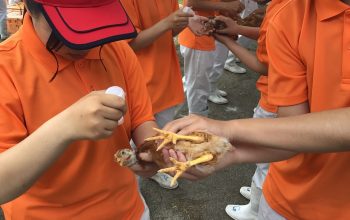 農業科1年生×ヒヨコの管理 ～農業と環境（畜産）：ワクチン＆デビーク～