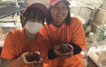 農業科２年生×ケヅメリクガメ ～畜産に新しい仲間がやってきた～