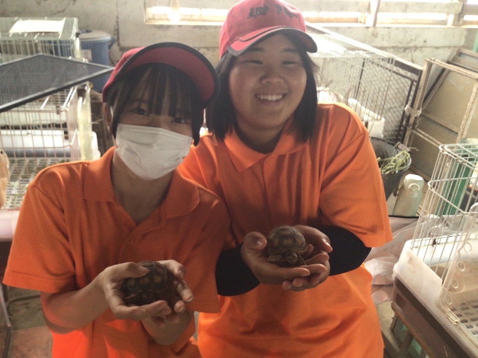 農業科２年生×ケヅメリクガメ ～畜産に新しい仲間がやってきた～