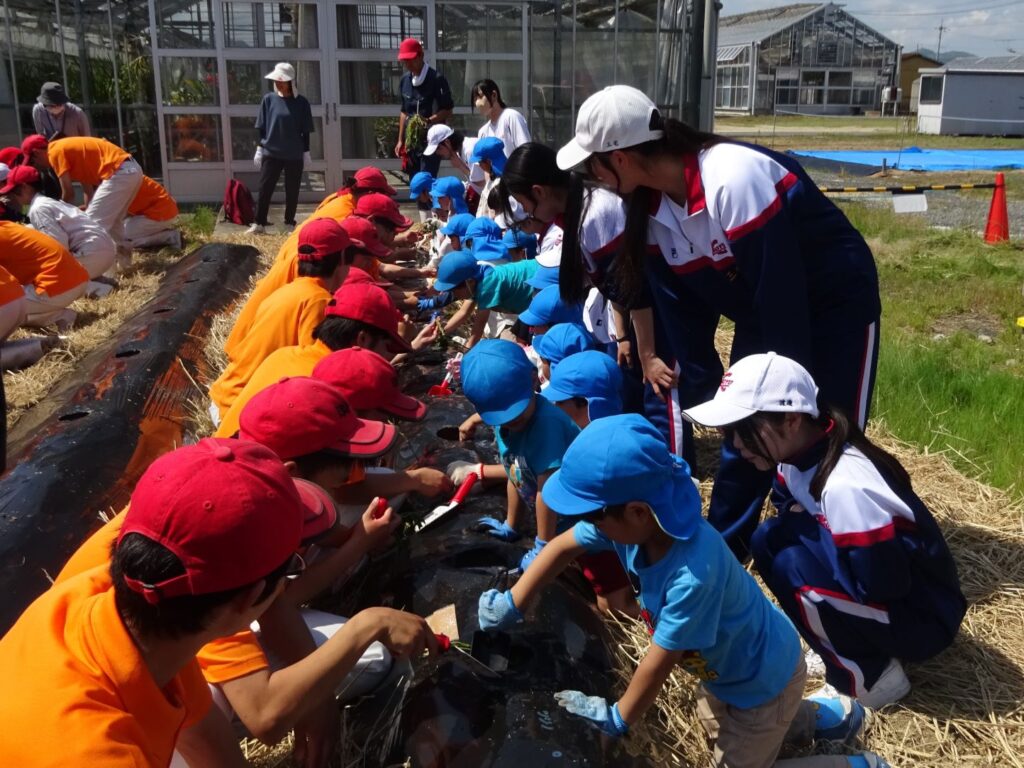 さつまいもの苗を植えました！（六区保育園児と交流）