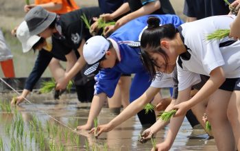 家庭学科　田植えを体験！
