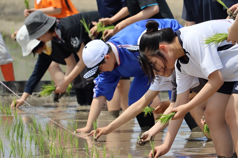 家庭学科　田植えを体験！